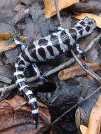 Decorative photograph of marbled salamander