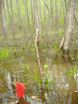 Photo of a small portion of a Jug Bay vernal pool